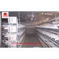 Automatische Schicht-Huhn-Bauernhof-Ausrüstung mit SGS-Bescheinigung
